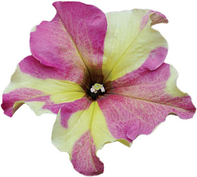 CYBEXIS LXI-56 - Fancy Dress Petunia - (180 Seeds) Seed(180 per packet)