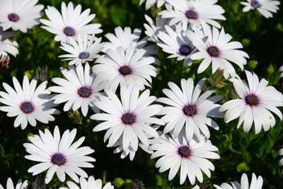 KANAYA Osteospermum F1 Hybrid Flower Seed(60 per packet)