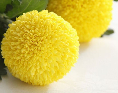 Quentova Yellow Pompom Chrysanthemum-3Y-VXI Seed(50 per packet)