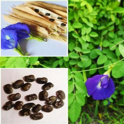 jkfarm Aparajita, Asian Pigeonwings, Nilkantha Seed(22 per packet)
