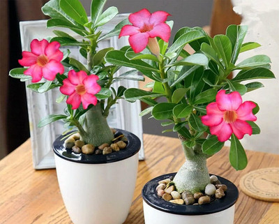 Qualtivate XLR-61 Mixed Adenium Desert Rose Flower Seeds Seed(30 per packet)