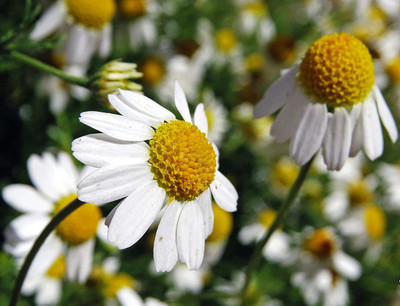 CYBEXIS HUA-82 - Chamomile German - (250 Seeds) Seed(250 per packet)