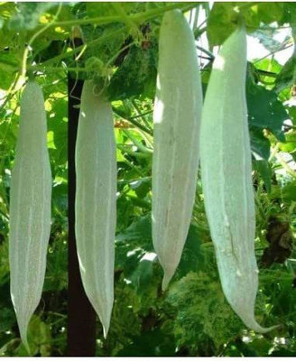MKR Enterprises Snake Gourd Seed(80 per packet)