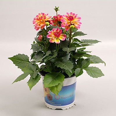 Aywal Dahlia Mixed Seeds Cactus Dwarf Rare Flower Seed(80 per packet)
