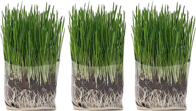 CYBEXIS GBPUT-27 - Organic Cat Grass - (4500 Seeds) Seed(4500 per packet)