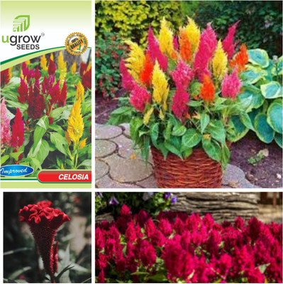 JD AGRO FL-104-CELOSIA Seed(40 per packet)