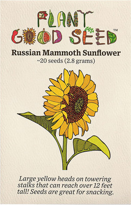 CYBEXIS XLR-6 - Russian Mammoth Sunflower - (1350 Seeds) Seed(1350 per packet)
