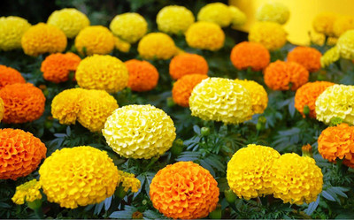 CYBEXIS HUA-82 - Mexican Marigolds Cool Mix - (250 Seeds) Seed(250 per packet)