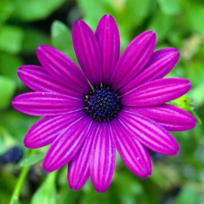 Lorvox Hybrid Calendula Seed(35 per packet)
