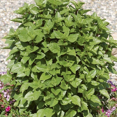 VibeX ® RXI-35 Basil, Dwarf Greek Seeds Seed(1000 per packet)