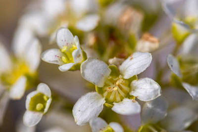 MAA gypsophila flower Seed(100 per packet)