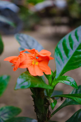 MAA kanakambaram-firecracker-crossandra Seed(80 per packet)