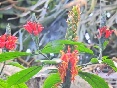 ZIXA kanakambaram-firecracker-crossandra Seed(60 per packet)