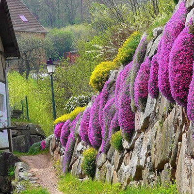 Qualtivate EXL-4AT Wild Creeping Thyme Seeds Seed(50 per packet)