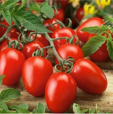 DIVINE TOMATO , TAMATAR Seed(100 per packet)