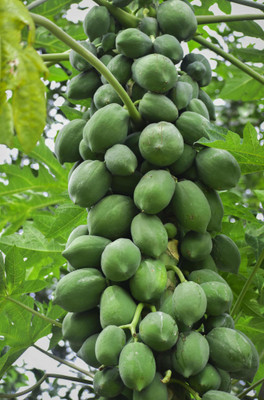 abiswas Papaya seeds planting Seed(493 per packet)