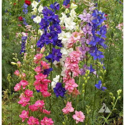 JD AGRO Larkspur Seed(20 per packet)