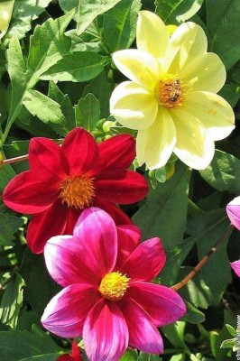 VibeX TLX-24 - Flowers Dahlia Funny Guys Mix - (540 Seeds) Seed(540 per packet)