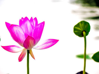 Greenery Seed Retail lotus,kamal gatta Seed(11 per packet)
