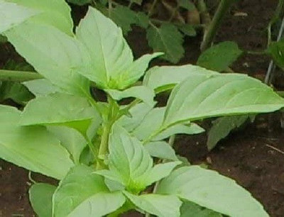 VibeX ® VLR-54 Heirloom Lemon Basil Seeds Seed(1000 per packet)