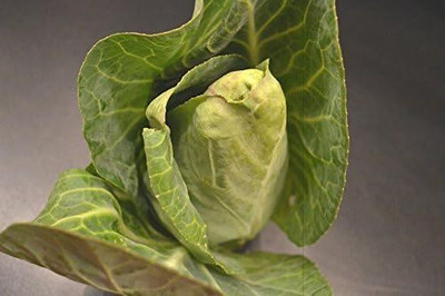 WILLVINE SCI -II CHARLESTON WAKEFIELD CABBAGE Cone [2.5g] Seed(750 per packet)