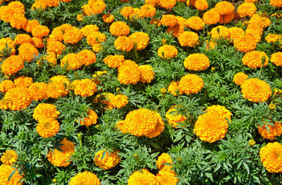 AK AGRO HYBRID SEEDS marigold/gende ka phool flower seeds Seed(75 per packet)