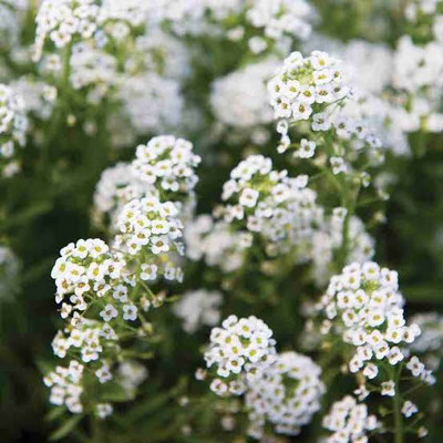 Greenfall Mini Alyssum Flowers - Ideal for Window Boxes Seed(80 per packet)