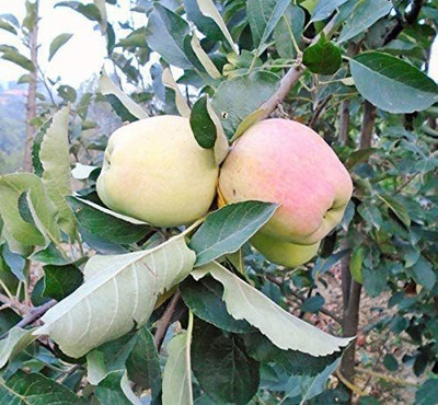 Decon Apple Seed(10 per packet)