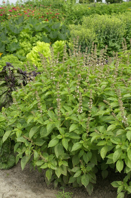 VibeX ® LXI-6 Lemon Basil 'Mrs. Burns' Seed(1000 per packet)