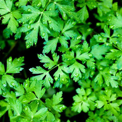 CYBEXIS Non-GMO Nutritious Vegetable - Parsley Seeds700 Seeds Seed(700 per packet)