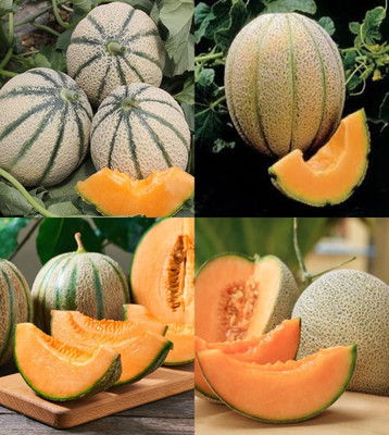 ibains Muskmelon hybrid seeds for planting beez 35 Seed(35 per packet)