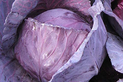 Aywal Red Cabbage Seed(160 per packet)