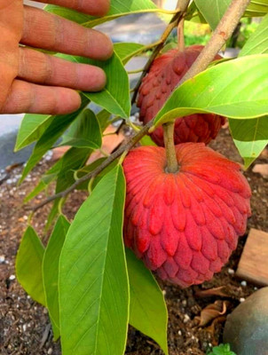 Aywal Custard Apple Hybrid Seed(9 per packet)