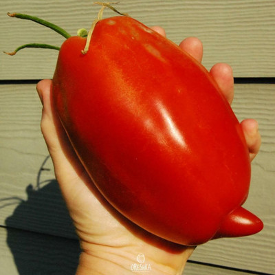 Biosnyg Hybrid Giant Pepper Tomato Vegetable Seeds For Gardening - (400 Seeds) Seed(400 per packet)