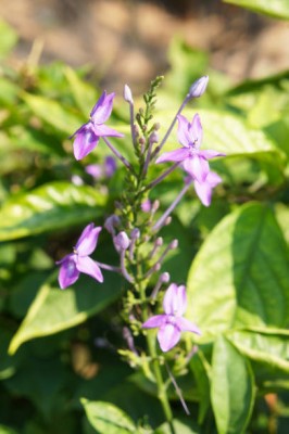 Oliver kanakambaram-firecracker-crossandra Seed(41 per packet)