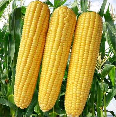 HYBRID 1kg corn/maize/ makka seeds highest yield variety long bhutta best quality Seed(1 per packet)