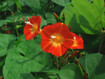 CYBEXIS LX-81 - Ipomea Morning Glory - (100 Seeds) Seed(100 per packet)