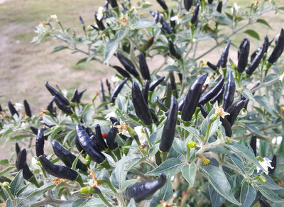 Pbevergreen Black Hot Chilli Seeds For Planting Seed(750 per packet)