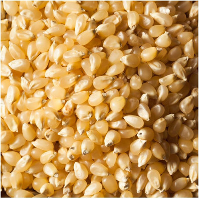 WILLVINE ROX -XII Country Gentlman Open Pollinated Corn-[1Kg] Seed(4000 per packet)