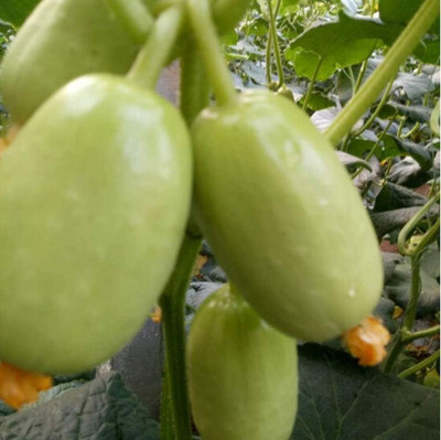 KNESSiN Cucumber Seed(200 per packet)