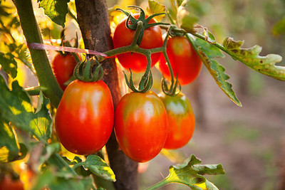 Vignaya tomato Seed(130 per packet)