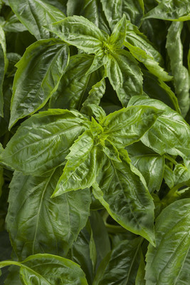 Quentova Sweet Italian Basil Herb-HQ Seed(250 per packet)