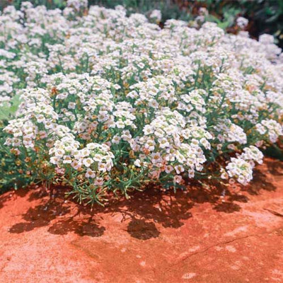 VINGTON Alyssum Carpet of Snow Seed(50 per packet)