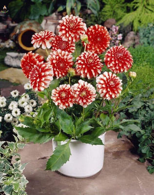 Aywal Zinnia-Dahlia Mix Hybrid flower Seed(60 per packet)