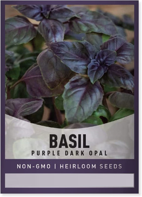 WILLVINE XLL-85 Amethyst Purple Basil Seed(1000 per packet)