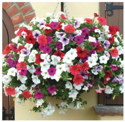 WHADE Petunia Mix Flower Seed(150 per packet)