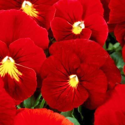 CYBEXIS F1 PANSY SCARLET RED FLOWER SEEDS Seed(50 per packet)