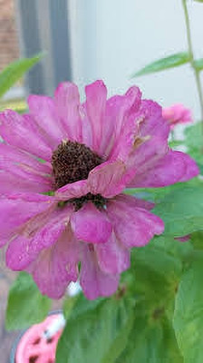 Seedsqlty zinnia seeds double hybrid, high germination (20 seeds) Seed(20 per packet)