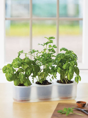 CYBEXIS XLR-40 - Genovese Sweet Large Leaf Basil - (1500 Seeds) Seed(1500 per packet)