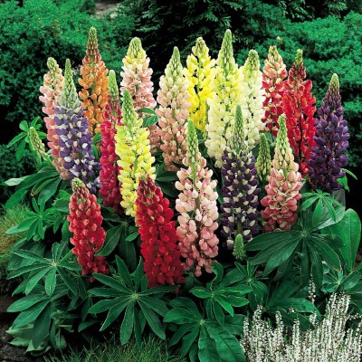 Aywal Lupin Florida Giant Mix Flower Plant Seed(2 g)